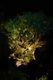 Tree of life at night